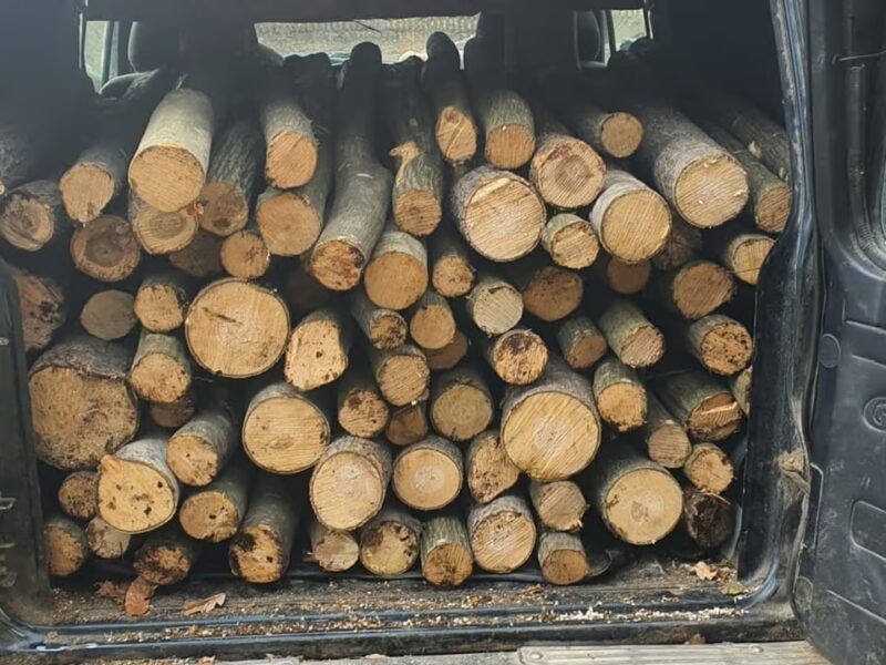 capturat în flagrant: transport ilegal de lemne pe drumul forestier din arpașu de sus la ora 3 dimineața