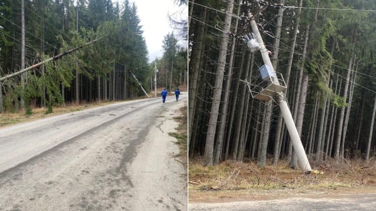 noapte de coșmar în păltiniș: brazi căzuți pe cabluri, stâlpi și șosea din cauza vântului puternic