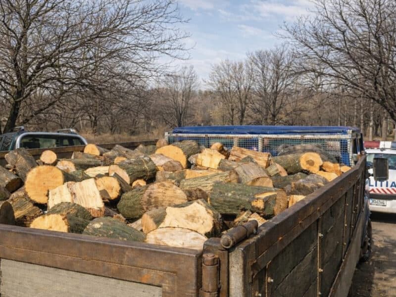 șase bărbați surprinși în timp ce furau lemne din pădurea de la mohu