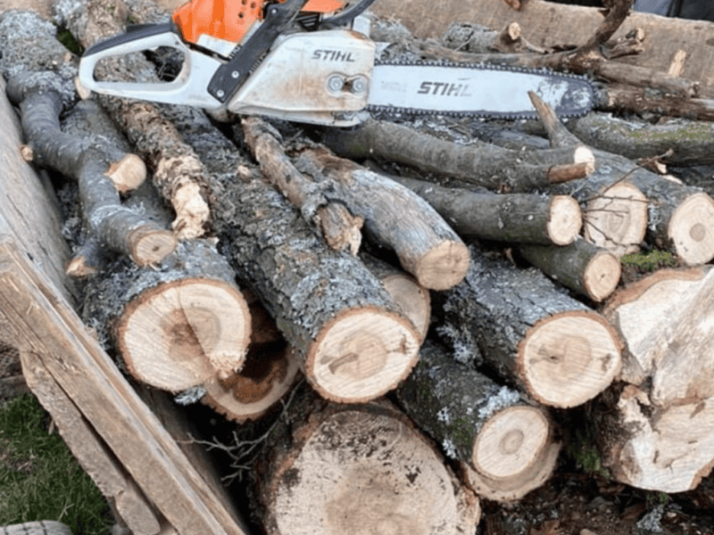 tineri surprinși tăind arbori în pădurea de la brateiu, unul dintre ei reținut