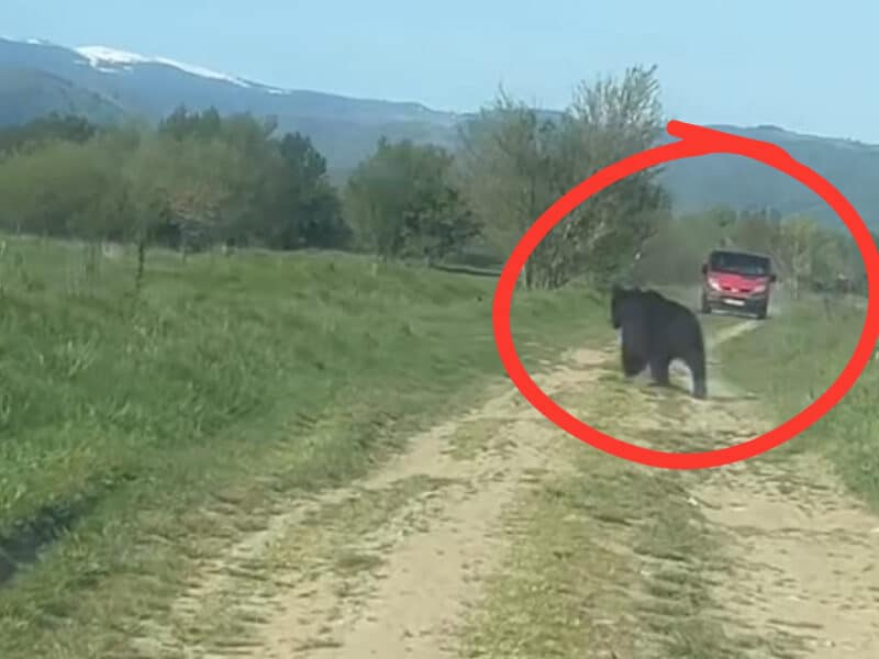 alertă în cartierul arhitecților după apariția unui urs: oamenii se tem să scoată gunoiul din cauza atacurilor asupra oilor și cailor
