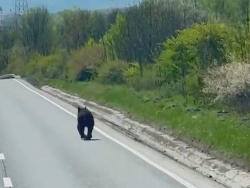 urs pe dn1, în apropiere de veștem: autoritățile se află în alertă