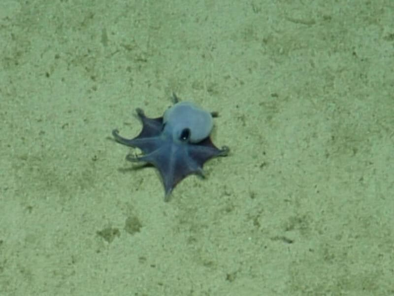 descoperire fascinantă: o nouă specie de caracatiță cu o culoare rară găsită în adâncurile oceanului
