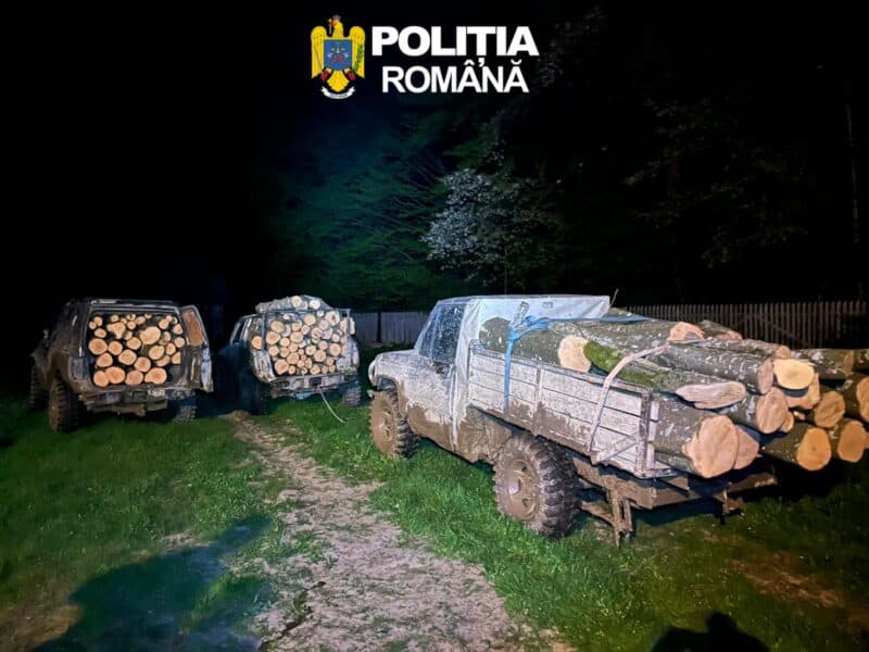 trei tineri din arpașu surprinși în flagrant pentru tăiere ilegală de arbori în pădure, cu imagini relevante