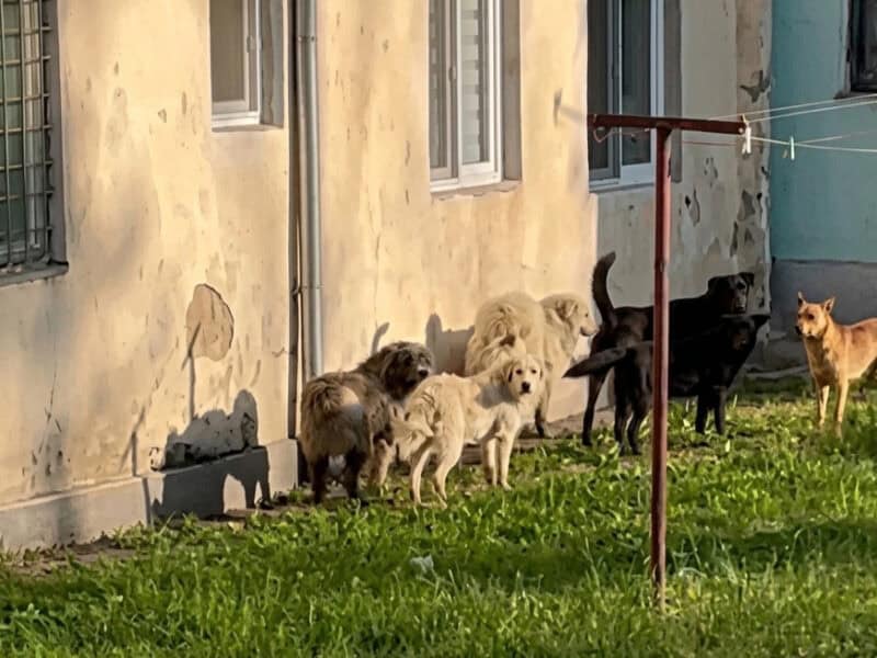 fenomen alarmant la copșa mică: câinii vagabonzi formează haite, iar primăria promite intervenții urgente
