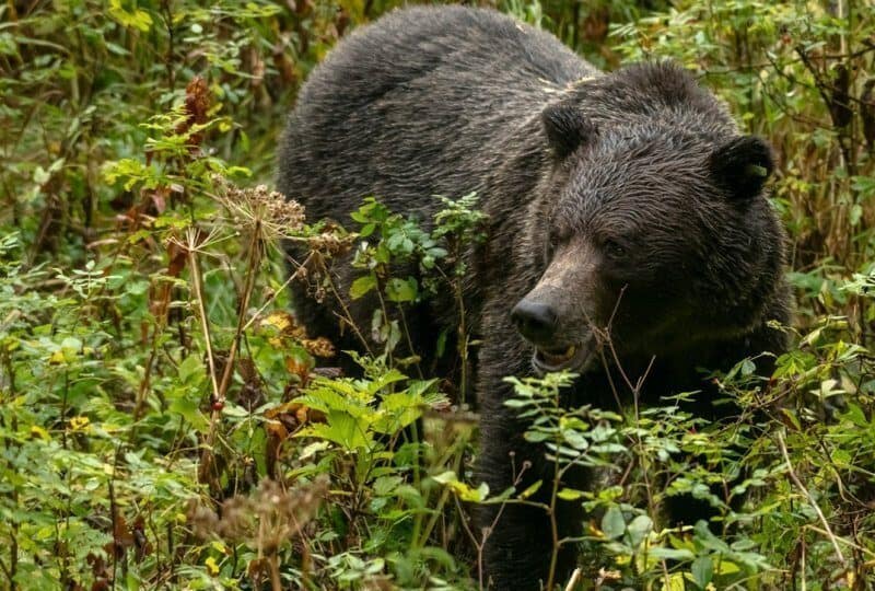 turist bulgar atacat de un urs pe transfăgărășan