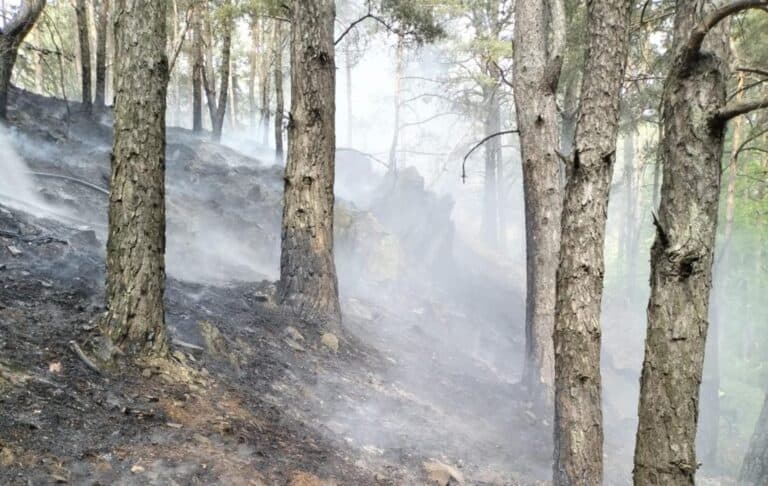 incendiu de vegetație în pădurea de la sadu: intervenția pompierilor în acțiune