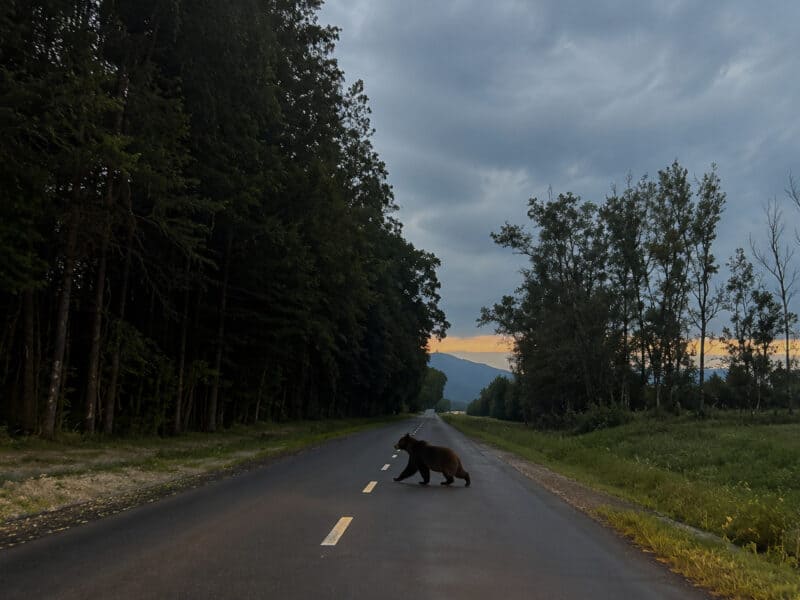 urs surprins din nou în sibiu: a traversat cu nonșalanță în fața unei mașini la ieșirea spre poplaca
