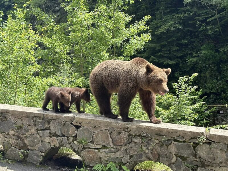 ccr validează recoltarea a 859 de urși bruni anual și modificările la regimul ariilor naturale protejate, respingând sesizările lui nicușor dan