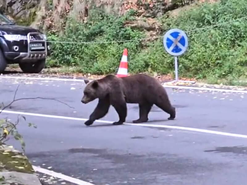 vacanță în pericol: turiști străini atacați și răniți de urși pe transfăgărășan
