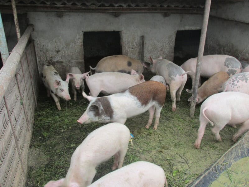 ajutor financiar de 20 de euro pentru fiecare porc crescut legal în schema de 125 milioane lei pentru combaterea pestei porcine africane