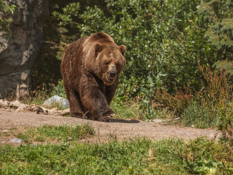 ursul care a atacat un turist elvețian pe transfăgărășan a fost împușcat iar autoritățile au intensificat măsurile de siguranță pentru turiști