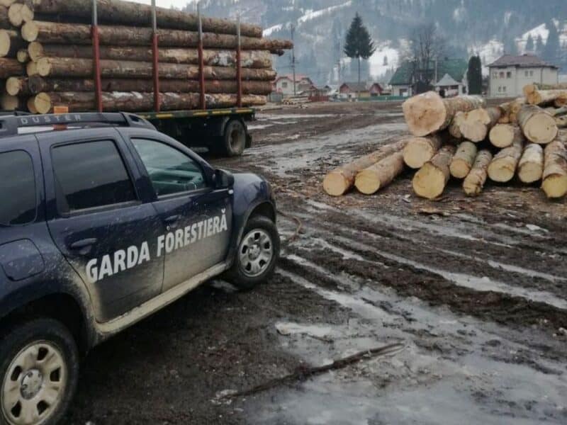 polițiștii sibieni confiscă peste 32 de metri cubi de lemn în urma unei razii