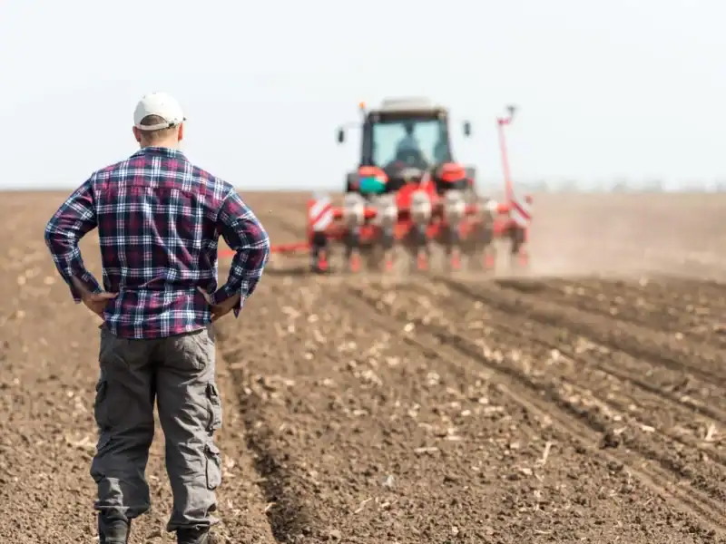 seceta schimbă agricultura româniei fermierii renunță la porumb și mizează tot mai mult pe grâu orz și rapiță pentru a limita pierderile