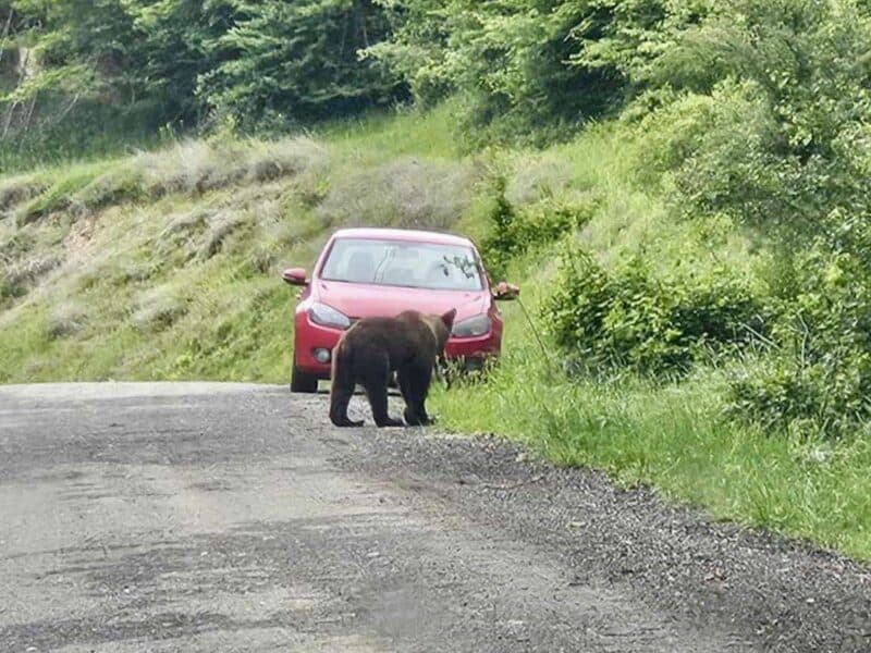 ursul văzut miercuri seara pe malul râului cibin în lazaret nu a fost găsit autoritățile monitorizează zona și cred că a fugit în pădurea din gușterița