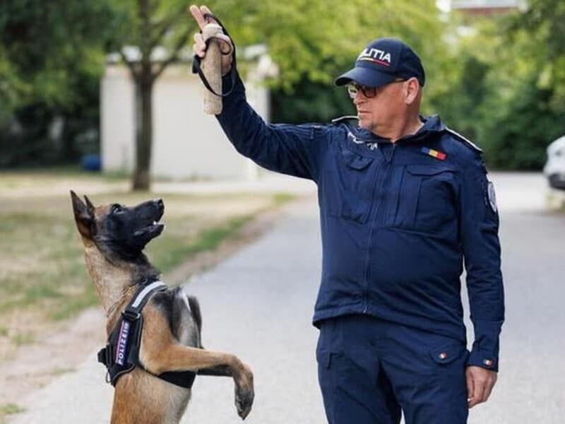 premieră în românia la ipj sibiu: câinele hod atestat pentru detectarea urmelor invizibile de sânge și a cadavrelor