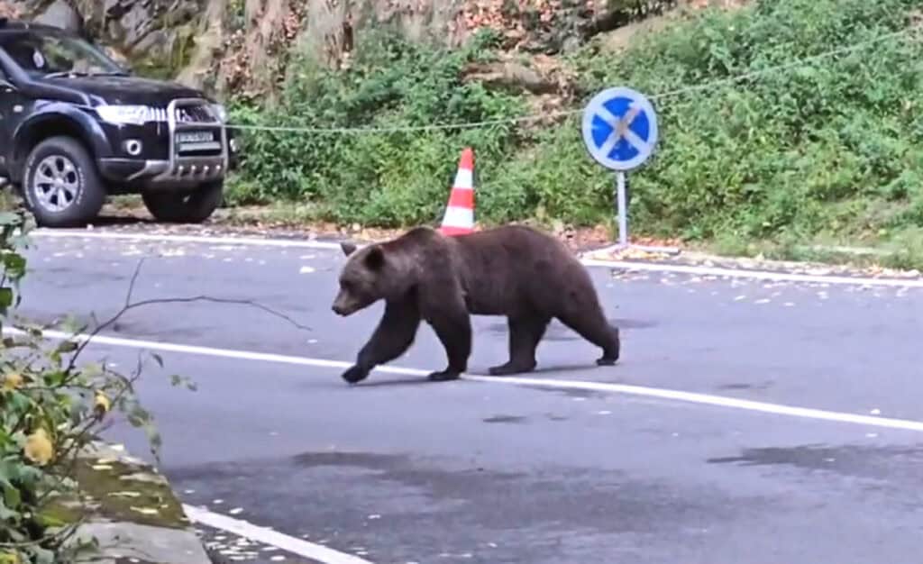 Urs pe traseul montan dintre Bâlea Lac și Bâlea Cascadă turiștii avertizați să evite zona prin mesaj RO-Alert 1 Urs pe traseul montan dintre Bâlea Lac și Bâlea Cascadă turiștii avertizați să evite zona prin mesaj RO-Alert