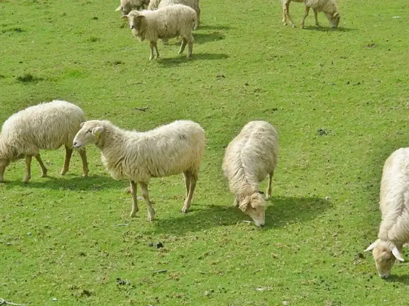 carantină națională de 30 de zile pentru oi și capre după confirmarea focarului de pestă a micilor rumegătoare în județul mureș autoritățile impun restricții severe pentru transport și comerț