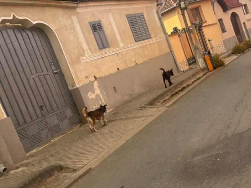 localnici reclamați pentru călcatul străzilor de câini liberi în orlat primar: vom înființa serviciul de ecarisaj